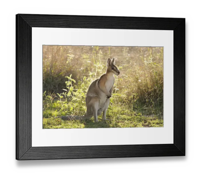 Framed Print : Bridled nailtail wallaby (Onychogalea fraenata) Queensland, Australia, Endangered species Framed Print : Bridled nailtail wallaby (Onychogalea fraenata) Queensland, Australia, Endangered species