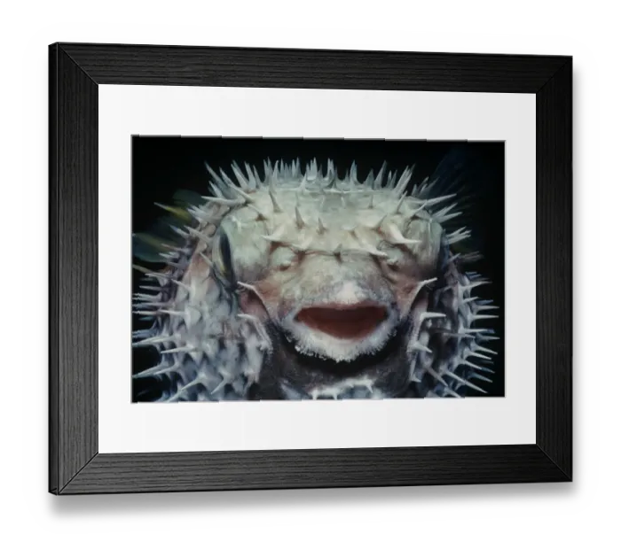 Framed Print : Black blotched pufferfish (Diodon liturosus) inflated with water at night as defensive behaviour Framed Print : Black blotched pufferfish (Diodon liturosus) inflated with water at night as defensive behaviour