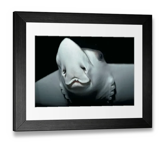 Framed Print : Ocellated eagle ray (Aetobatus ocellatus), underside, Natal Coast, South Africa Framed Print : Ocellated eagle ray (Aetobatus ocellatus), underside, Natal Coast, South Africa