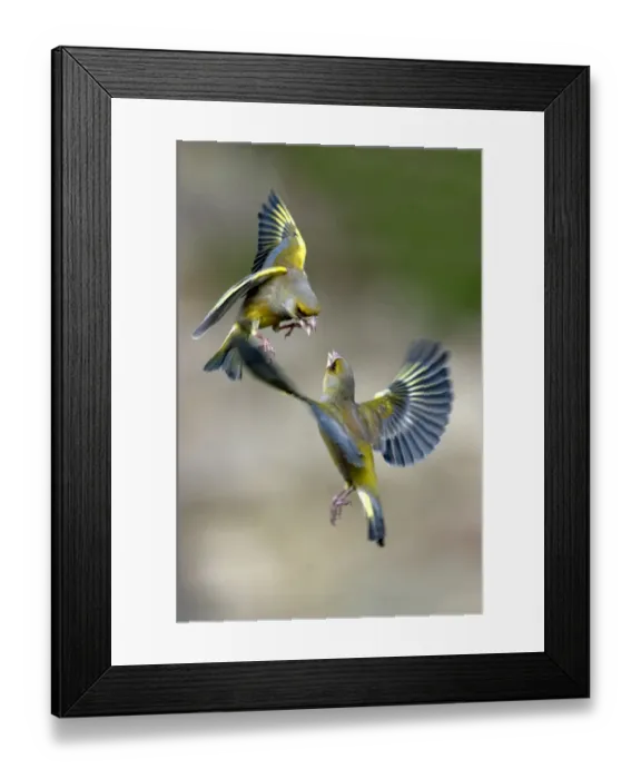 Framed Print : Male Greenfinches (Carduelis chloris) squabbling in flight. Dorset, UK, March Framed Print : Male Greenfinches (Carduelis chloris) squabbling in flight. Dorset, UK, March