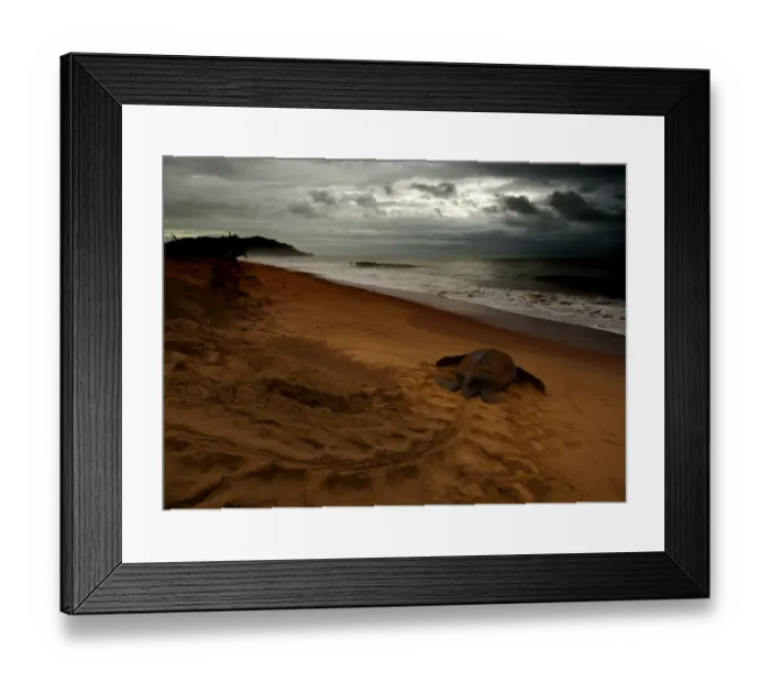 Framed Print : Leatherback Turtle (Dermochelys coriacea) returning to the sea after egg laying. Cayenne