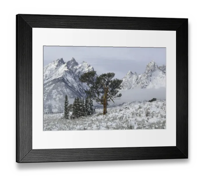Framed Print : Limber Pine (Pinus flexilis). Grand Teton National Park, Wyoming, USA, October 2010 Framed Print : Limber Pine (Pinus flexilis). Grand Teton National Park, Wyoming, USA, October 2010