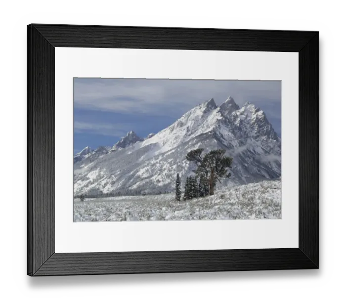 Framed Print : Limber Pine (Pinus flexilis) against high mountain peaks. Grand Teton National Park, Wyoming, USA Framed Print : Limber Pine (Pinus flexilis) against high mountain peaks. Grand Teton National Park, Wyoming, USA