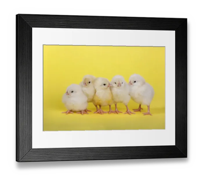 Framed Print : Five newly hatched chicks in a row Framed Print : Five newly hatched chicks in a row