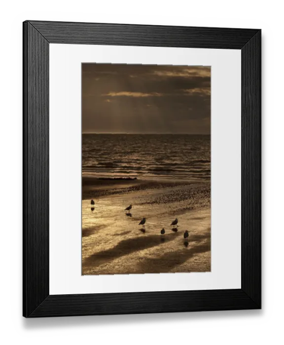 Framed Print : Gulls on the beach at sunset, The Wash, Hunstanton, Norfolk, UK, September 2011 Framed Print : Gulls on the beach at sunset, The Wash, Hunstanton, Norfolk, UK, September 2011