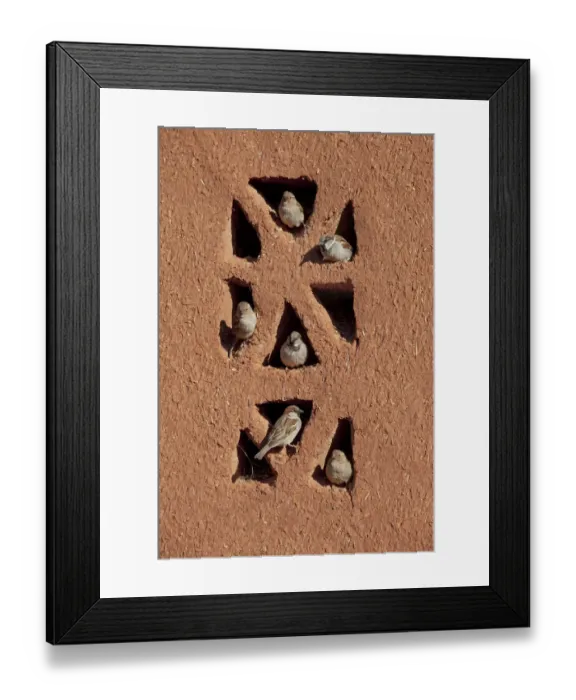 Framed Print : House sparrows (Passer domesticus) perched on building, Morocco, March Framed Print : House sparrows (Passer domesticus) perched on building, Morocco, March