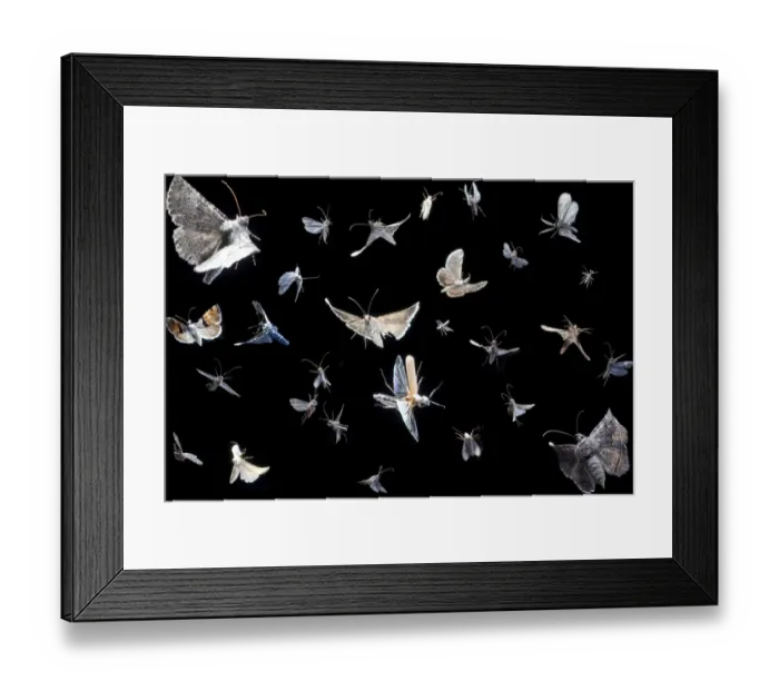 Framed Print : Composite image of flying insects visiting blacklight, Texas, USA, September Framed Print : Composite image of flying insects visiting blacklight, Texas, USA, September