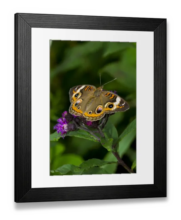 Framed Print : Common buckeye butterfly (Junonia coenia) feeding on Ironweed (Vernonia altissima) flower Framed Print : Common buckeye butterfly (Junonia coenia) feeding on Ironweed (Vernonia altissima) flower