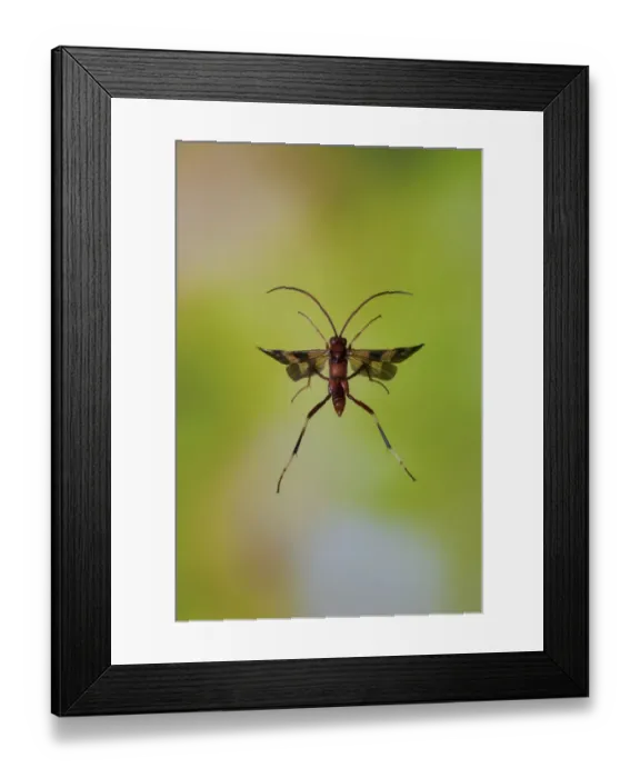 Framed Print : Ichneumon wasp (Compsocryptus sp. ?) in flight, Williamson county, Texas, USA, November Framed Print : Ichneumon wasp (Compsocryptus sp. ?) in flight, Williamson county, Texas, USA, November