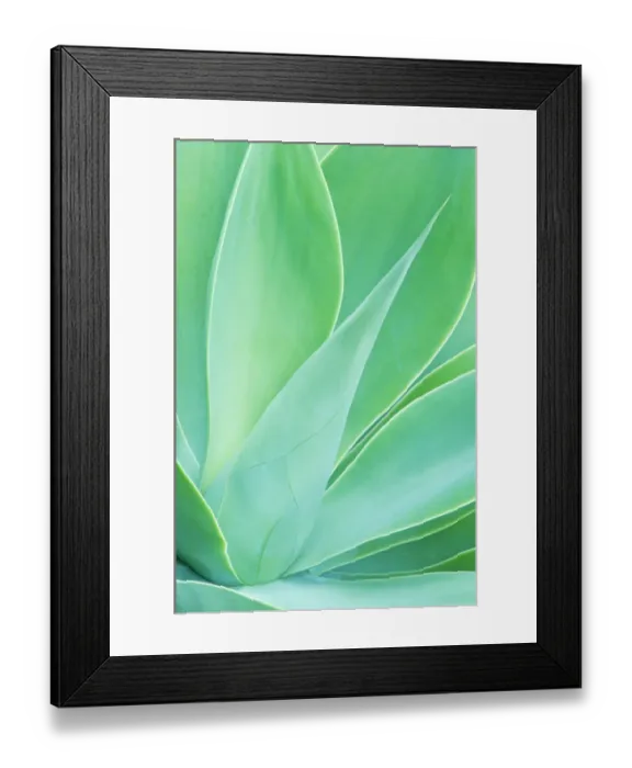 Framed Print : Agave (Agave sp. ) leaf close-up detail. Maui, Hawaii, February