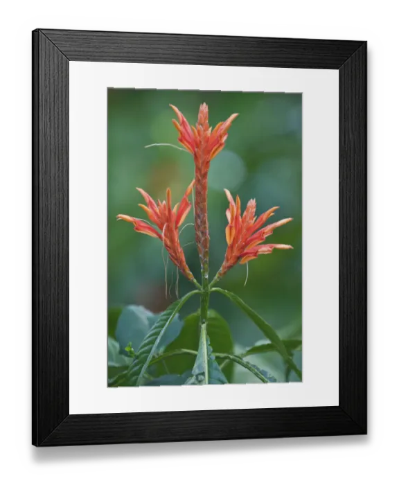 Framed Print : Aphelandra (Acanthus sp) flowering. Oahu, Hawaii, February