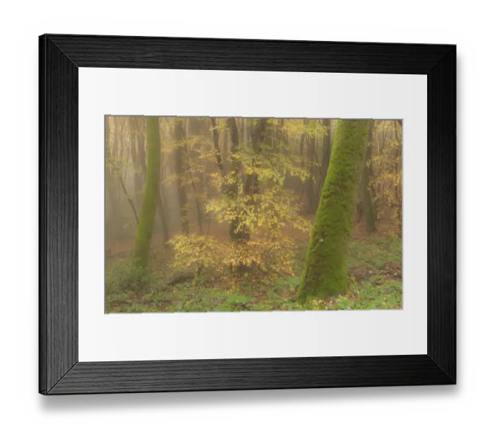 Framed Print : Beech trees in autumn mist, Morvan regional park, Burgundy, France, November 2010 Framed Print : Beech trees in autumn mist, Morvan regional park, Burgundy, France, November 2010