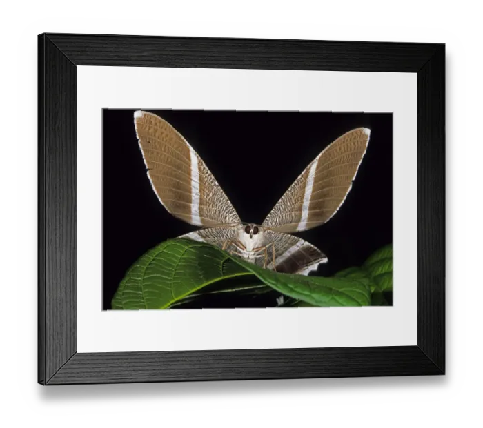Framed Print : Tropical Butterfly (Adepha) on a leaf with wings spread. Danum Valley, Sabah, Borneo Framed Print : Tropical Butterfly (Adepha) on a leaf with wings spread. Danum Valley, Sabah, Borneo