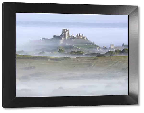 Corfe Castle rising out of mist, viewed from Kingstone, Purbeck, Dorset, UK, September