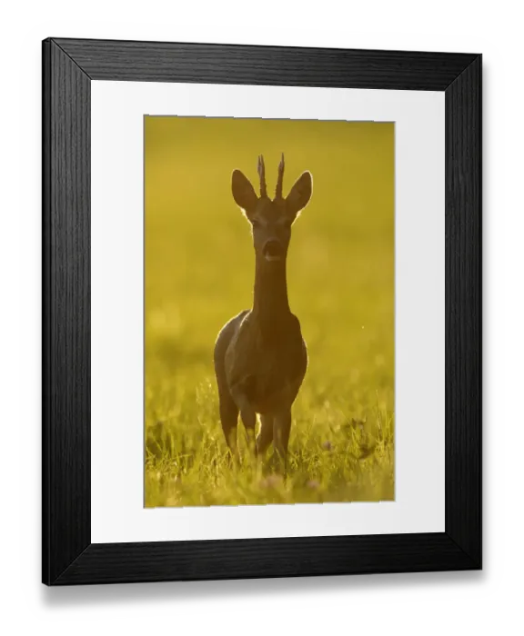 Framed Print : Roe deer (Capreolus capreolus) at sunset, Vosges, France, August Framed Print : Roe deer (Capreolus capreolus) at sunset, Vosges, France, August