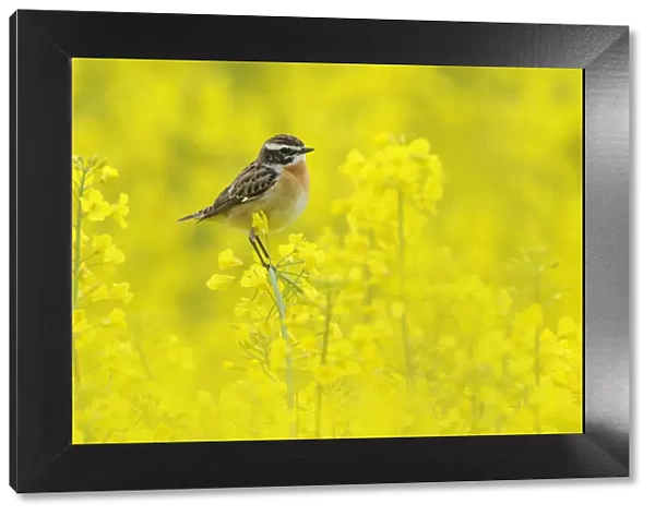 Male Whinchat (Saxicola rubetra) perched on Oil seed rape (Brassica napus) in a field