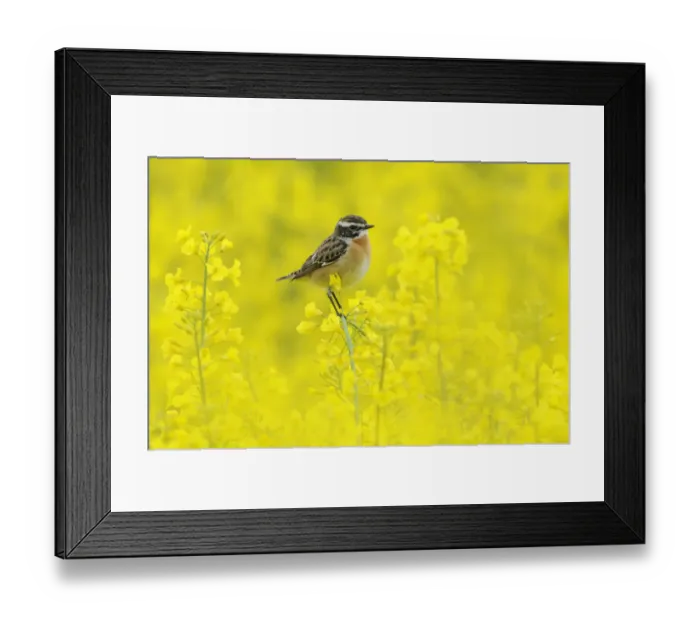 Framed Print : Male Whinchat (Saxicola rubetra) perched on Oil seed rape (Brassica napus) in a field Framed Print : Male Whinchat (Saxicola rubetra) perched on Oil seed rape (Brassica napus) in a field