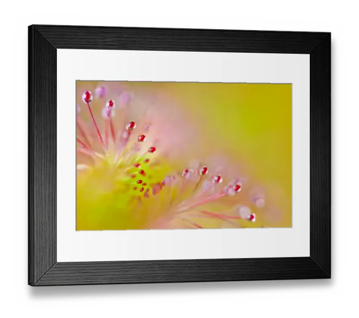 Framed Print : Cape sundew (Drosera capensis) close-up of sticky droplets on leaf hairs that trap Framed Print : Cape sundew (Drosera capensis) close-up of sticky droplets on leaf hairs that trap
