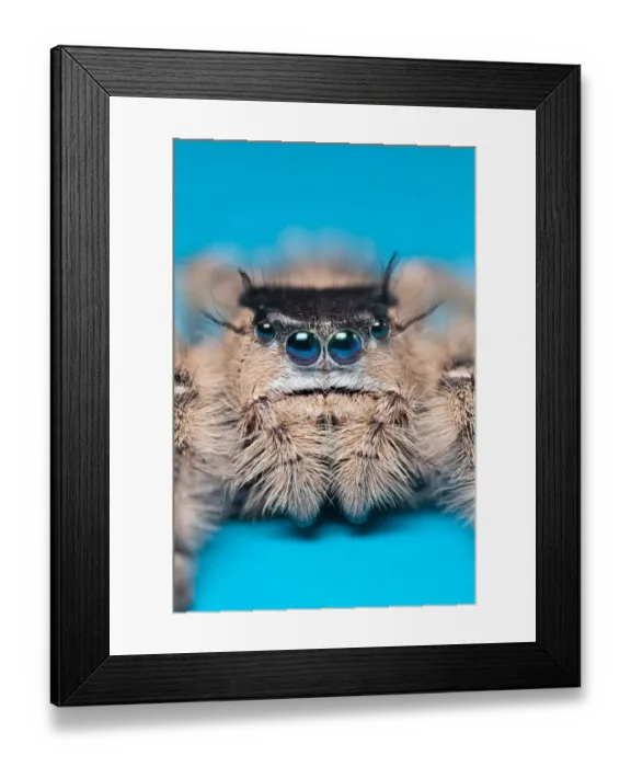 Framed Print : Canopy jumping spider (Phidippus otiosus) female orginating from North America. Captive Framed Print : Canopy jumping spider (Phidippus otiosus) female orginating from North America. Captive