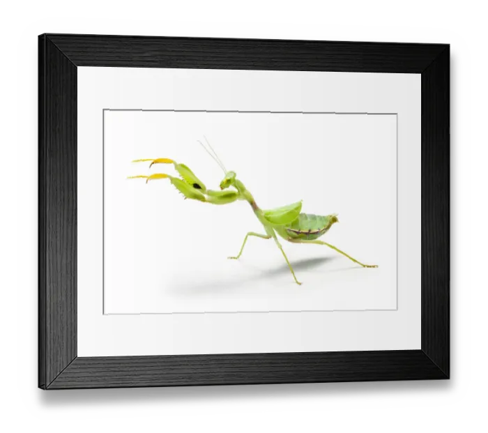 Framed Print : Wide-armed mantis (Cilnia humeralis) reaching out, photographed on a white background Framed Print : Wide-armed mantis (Cilnia humeralis) reaching out, photographed on a white background