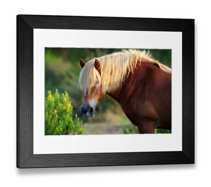Framed Print : Comtois Horse (Equus caballus). Camargue reserve, Rhone, France, September Framed Print : Comtois Horse (Equus caballus). Camargue reserve, Rhone, France, September