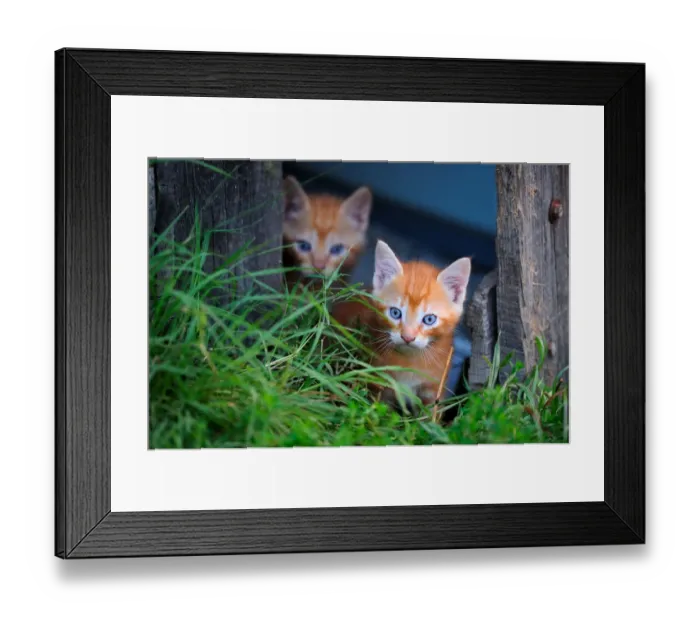 Framed Print : Ginger Kittens (Felis catus) in garden. France, September Framed Print : Ginger Kittens (Felis catus) in garden. France, September