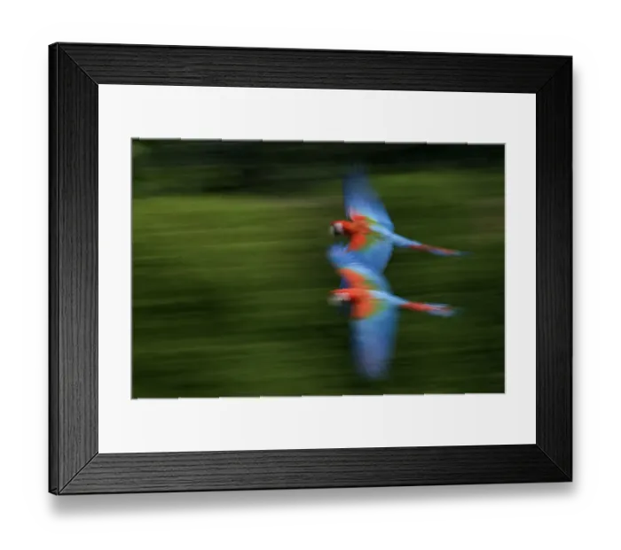 Framed Print : Two Scarlet macaws (Ara macao) flying, captive Framed Print : Two Scarlet macaws (Ara macao) flying, captive