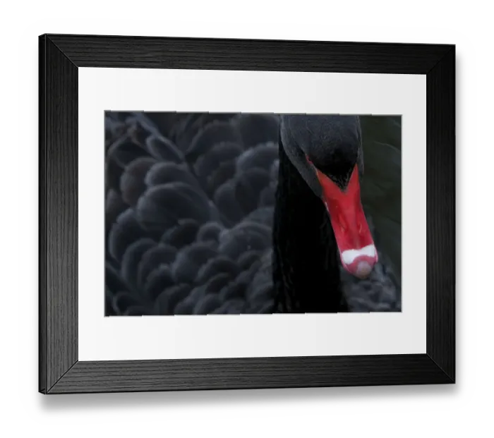 Framed Print : Black swan (Cygnus atratus) captive Framed Print : Black swan (Cygnus atratus) captive
