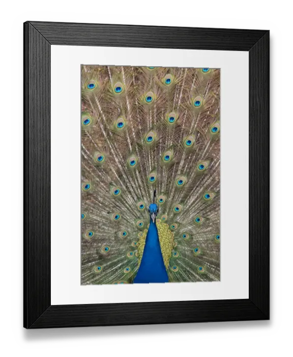 Framed Print : Male Indian peafowl (Pavo cristatus) displaying, captive Framed Print : Male Indian peafowl (Pavo cristatus) displaying, captive