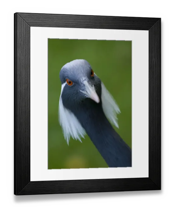 Framed Print : Demoiselle crane (Anthropoides virgo) portrait, captive