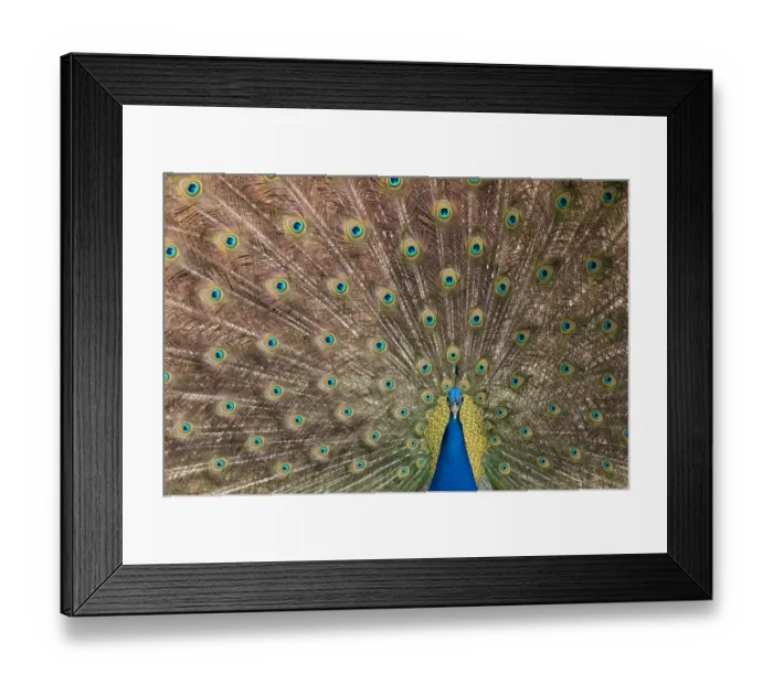 Framed Print : Male Indian peafowl (Pavo cristatus) displaying, captive Framed Print : Male Indian peafowl (Pavo cristatus) displaying, captive
