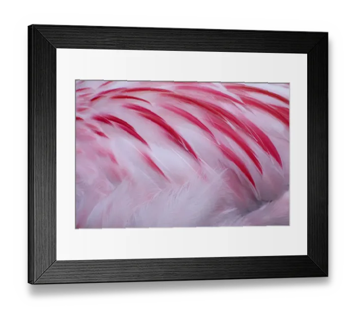 Framed Print : Greater flamingo (Phoenicopterus ruber) close-up of back, captive Framed Print : Greater flamingo (Phoenicopterus ruber) close-up of back, captive