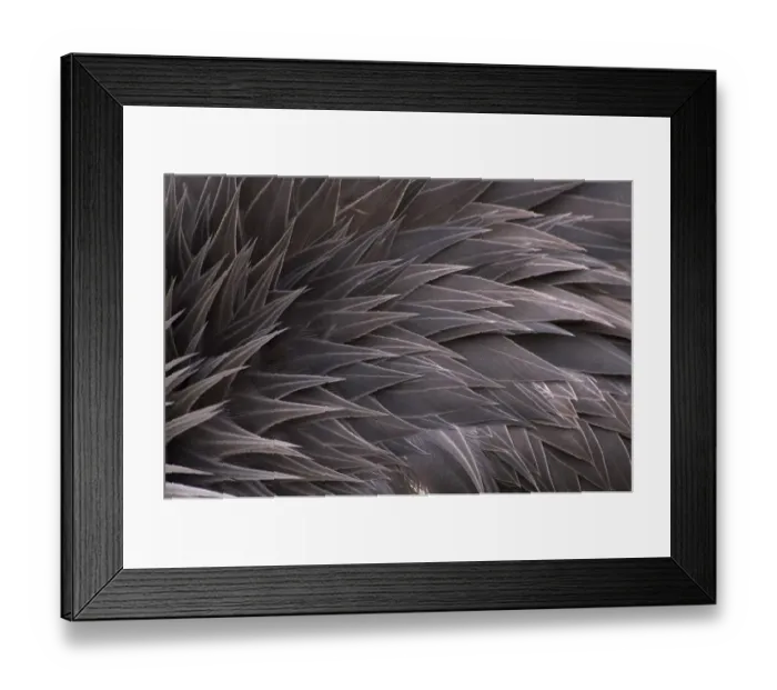 Framed Print : Crowned crane (Balearica regulorum) close-up of feathers, captive Framed Print : Crowned crane (Balearica regulorum) close-up of feathers, captive