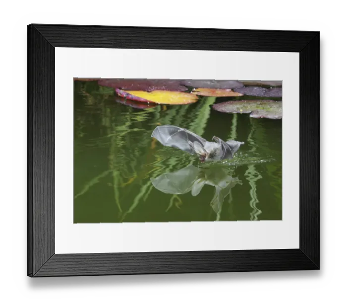 Framed Print : Brown Long-eared bat (Plecotus auritus) drinking from a lily pond, Surrey, UK Framed Print : Brown Long-eared bat (Plecotus auritus) drinking from a lily pond, Surrey, UK