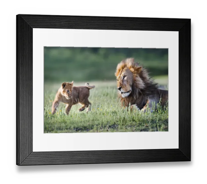 Framed Print : Male African Lion (Panthera leo) playing with 4 month cub. Big Marsh, near Ndutu Framed Print : Male African Lion (Panthera leo) playing with 4 month cub. Big Marsh, near Ndutu