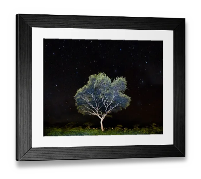 Framed Print : Acacia sp. at night, with a herd of Plains Zebra (Equus quagga) beneath. Near Ndutu Framed Print : Acacia sp. at night, with a herd of Plains Zebra (Equus quagga) beneath. Near Ndutu