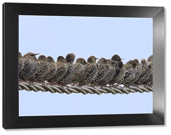Row of Starlings (Sturnus vulgaris) perched on wire. Marais Breton, Vendee, French Atlantic Coast