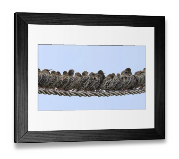 Framed Print : Row of Starlings (Sturnus vulgaris) perched on wire. Marais Breton, Vendee, French Atlantic Coast Framed Print : Row of Starlings (Sturnus vulgaris) perched on wire. Marais Breton, Vendee, French Atlantic Coast