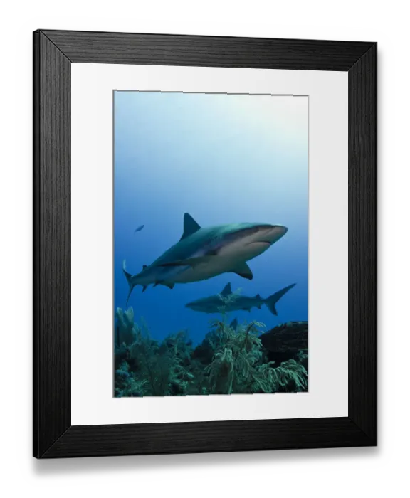 Framed Print : Caribbean reef shark (Carcharhinus perezi) Jardines de la Reina National Park, Cuba Framed Print : Caribbean reef shark (Carcharhinus perezi) Jardines de la Reina National Park, Cuba