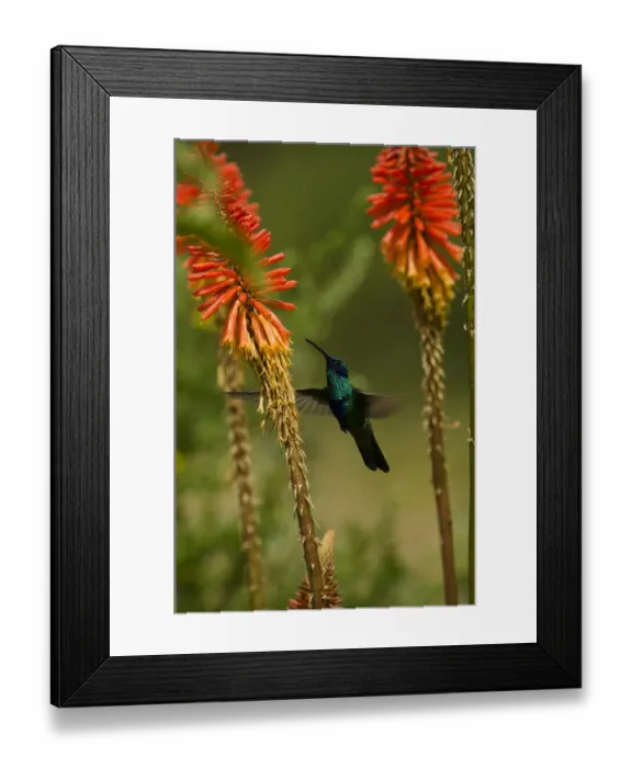Framed Print : Sparkling violetear hummingbird (Colibri coruscans) at base of Chimborazo Volcano Framed Print : Sparkling violetear hummingbird (Colibri coruscans) at base of Chimborazo Volcano