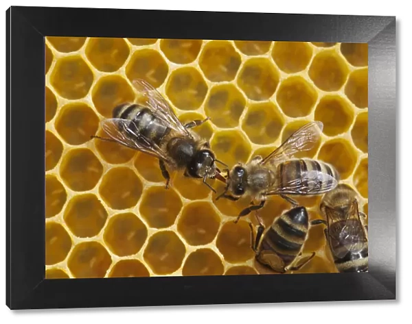 Honeybee workers exchanging food - known as trophallaxis (Apis mellifera) Sussex, UK