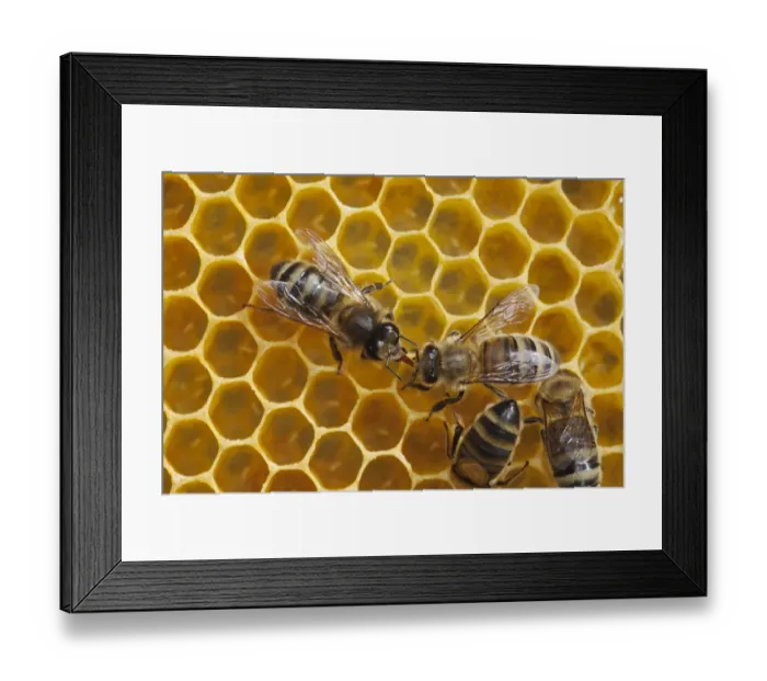 Framed Print : Honeybee workers exchanging food - known as trophallaxis (Apis mellifera) Sussex, UK Framed Print : Honeybee workers exchanging food - known as trophallaxis (Apis mellifera) Sussex, UK