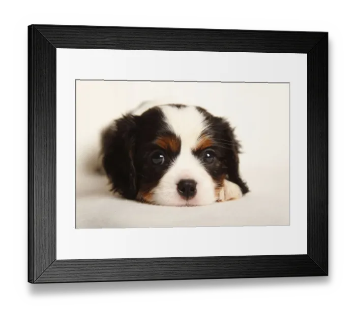 Framed Print : Cavalier King Charles Spaniel puppy, tricolour, 5 weeks Framed Print : Cavalier King Charles Spaniel puppy, tricolour, 5 weeks