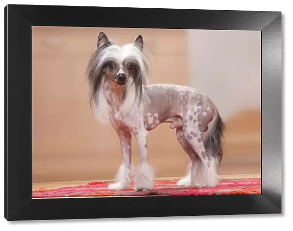 Chinese Crested Dog, hairless