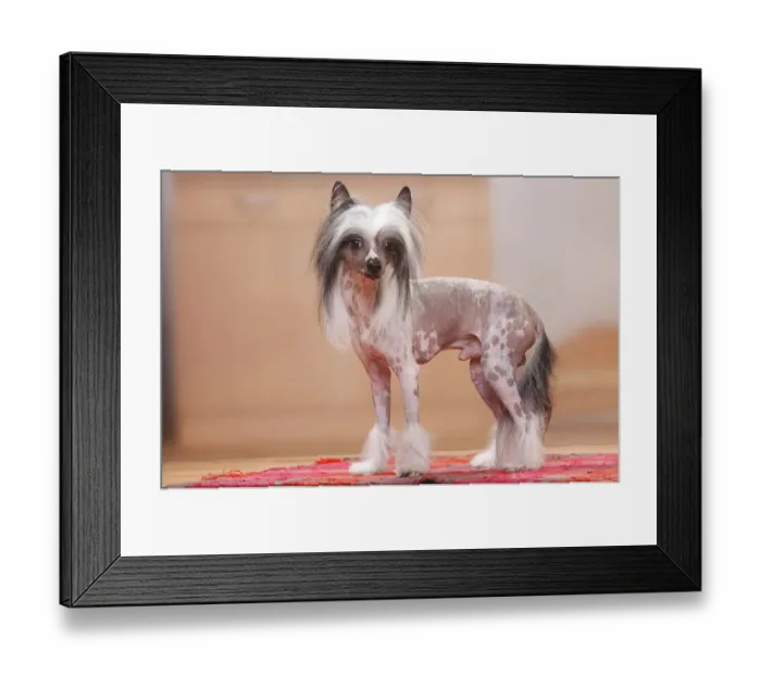 Framed Print : Chinese Crested Dog, hairless Framed Print : Chinese Crested Dog, hairless