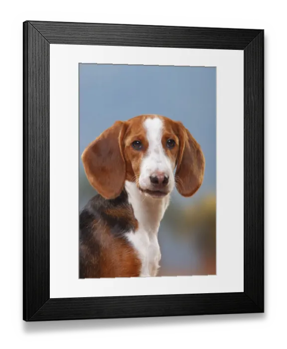 Framed Print : German Hound male, 6 months