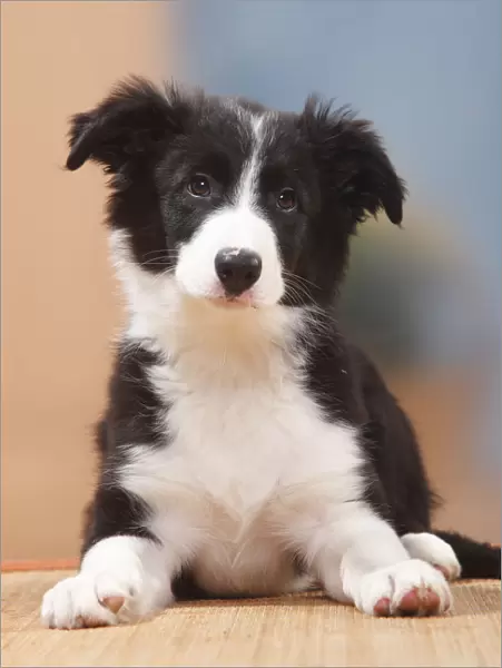 Border Collie puppy, 13 weeks