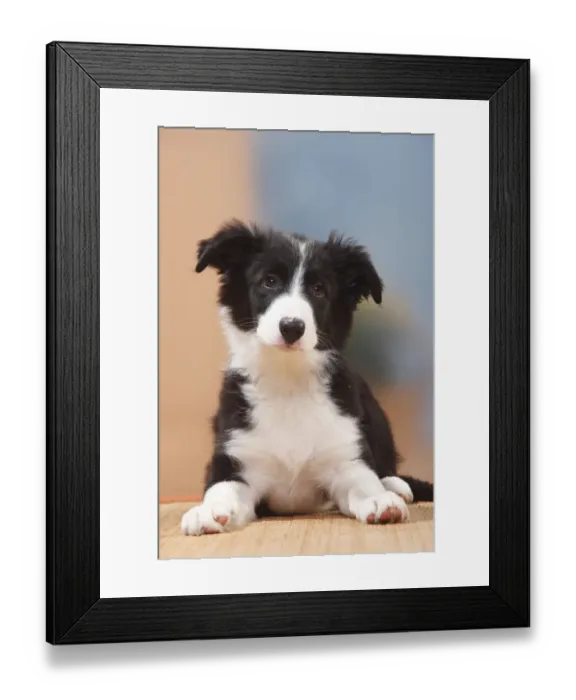 Framed Print : Border Collie puppy, 13 weeks Framed Print : Border Collie puppy, 13 weeks