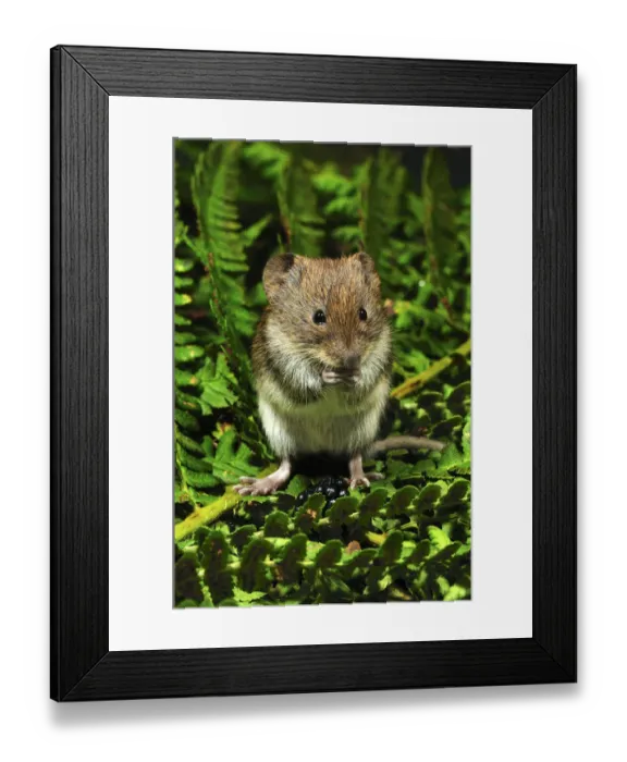 Framed Print : Harvest mouse (Micromys minutus soricinus) feeding on blackberry, captive, Dorset Framed Print : Harvest mouse (Micromys minutus soricinus) feeding on blackberry, captive, Dorset
