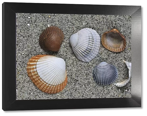Common  /  Edible cockle (Cerastoderma  /  Cardium edule) shells on beach, Belgium